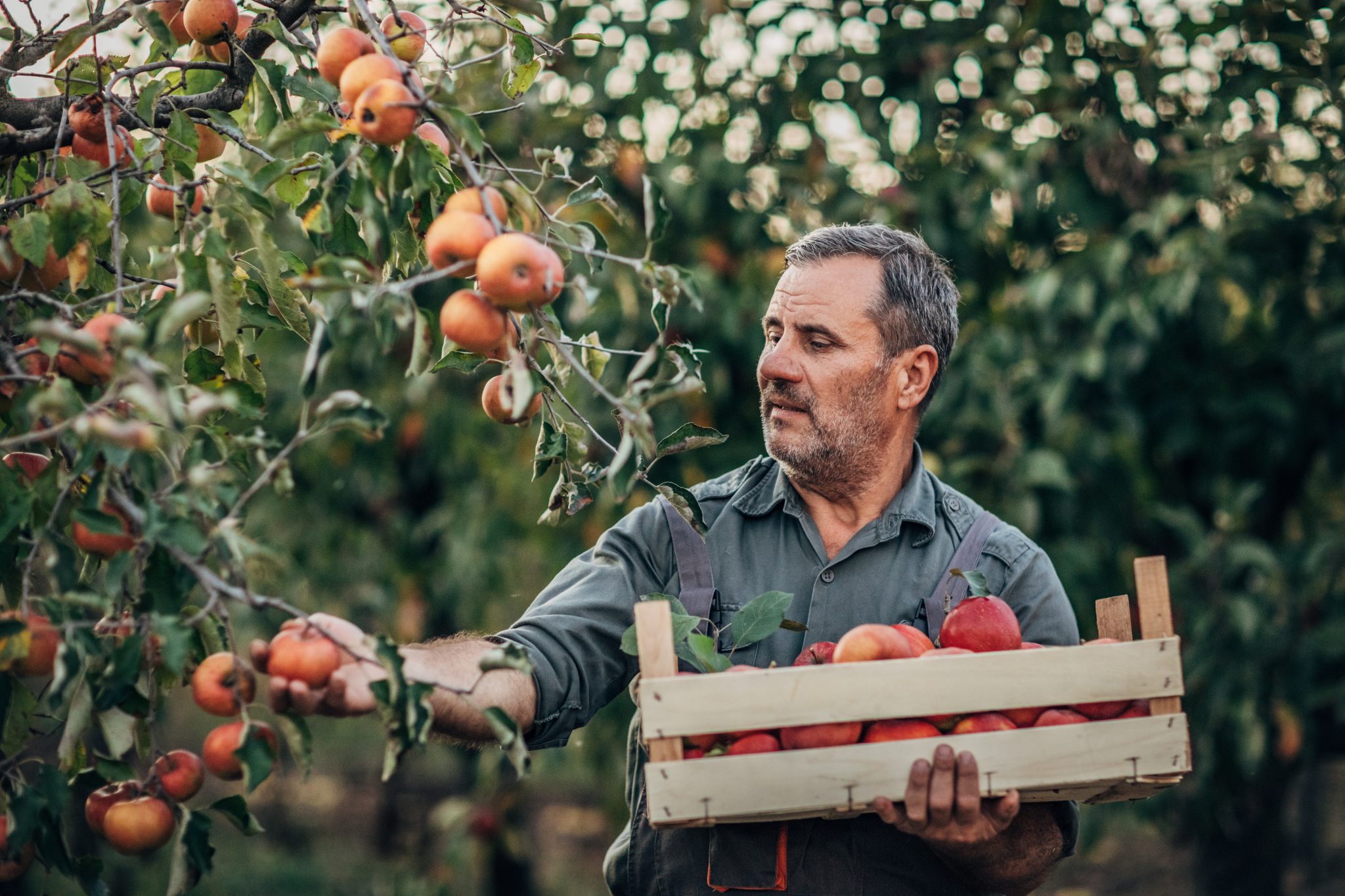 apple-picking-at-the-farm