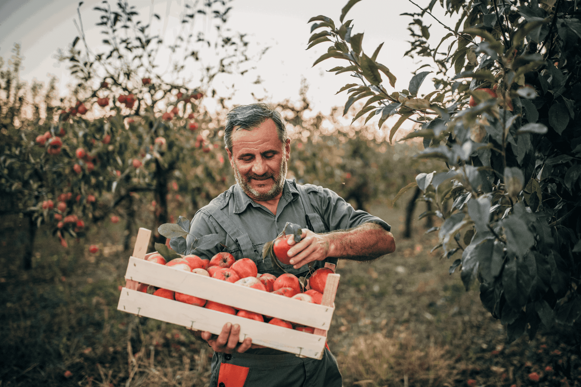 man-apple-picking