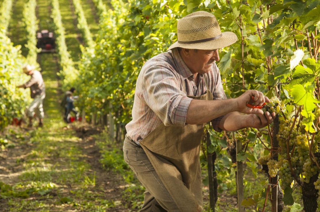 Man picking white grapes